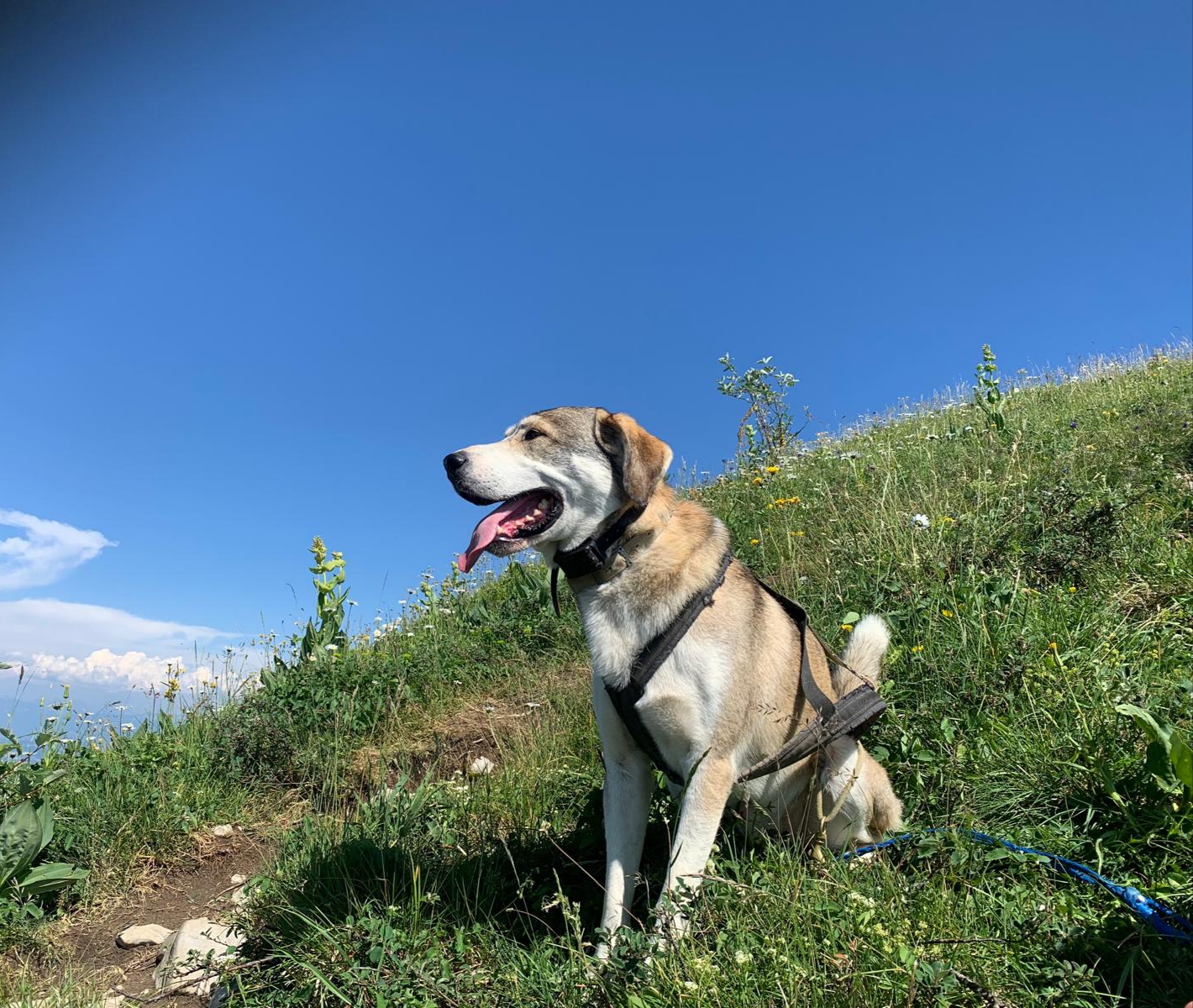 Cani-rando avec Symbiose