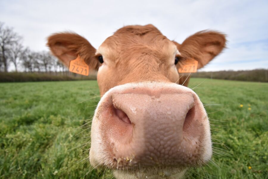 Earl du Trève - Elevage Durand, viande bovine - Le Montellier