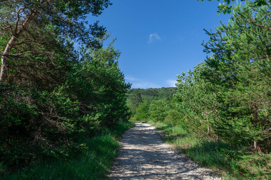 Chemin du Bois de Jamot