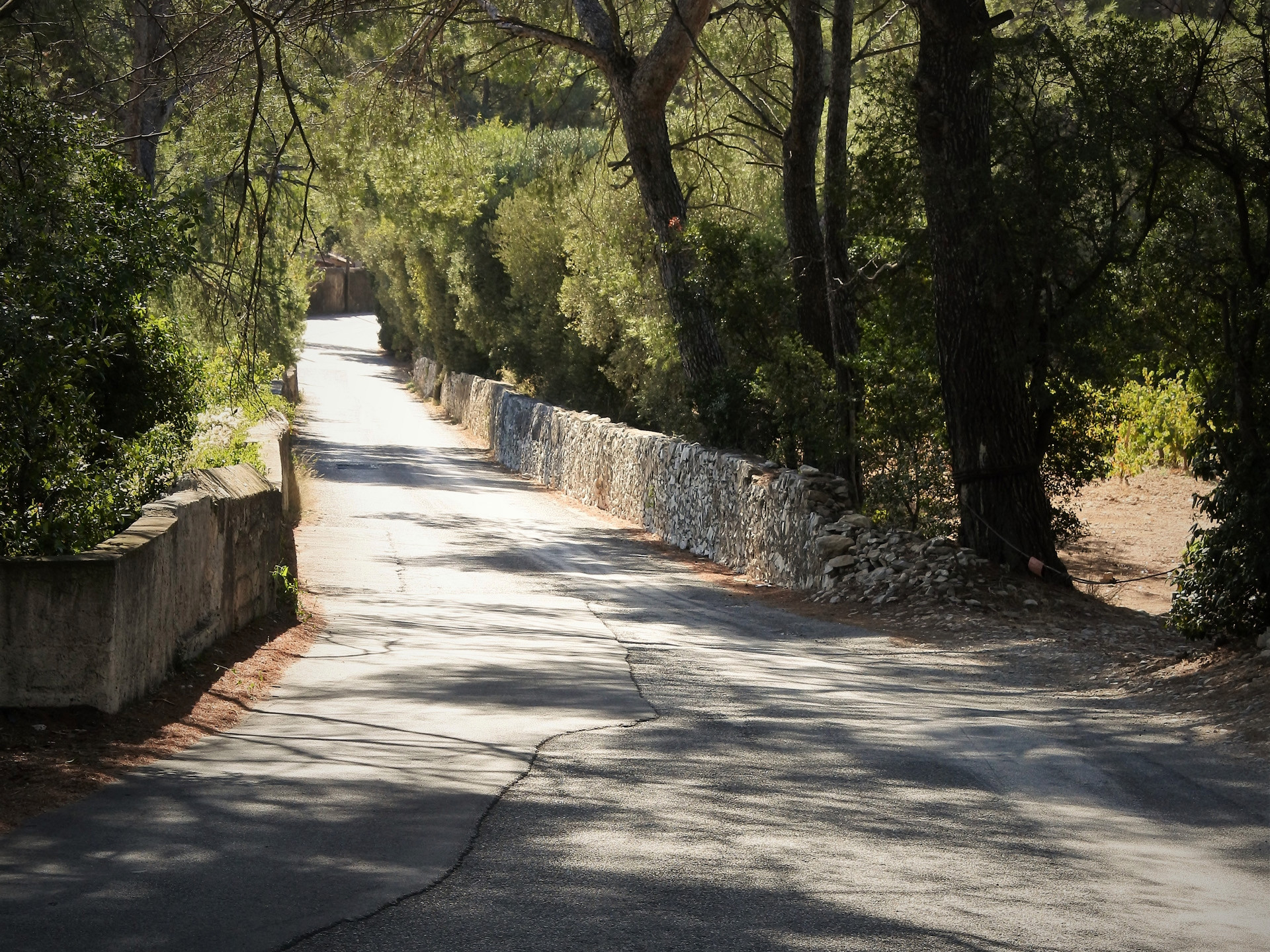 Le vignoble de la baie de Cassis