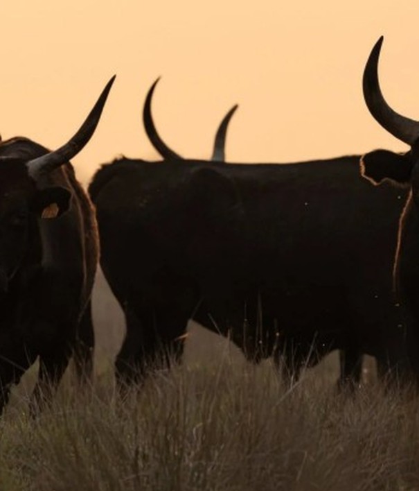 à la rencontre des Cocardiers de Méjanes