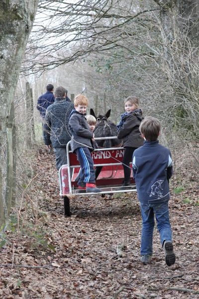 Balades en sulky avec les ânes des terres froides