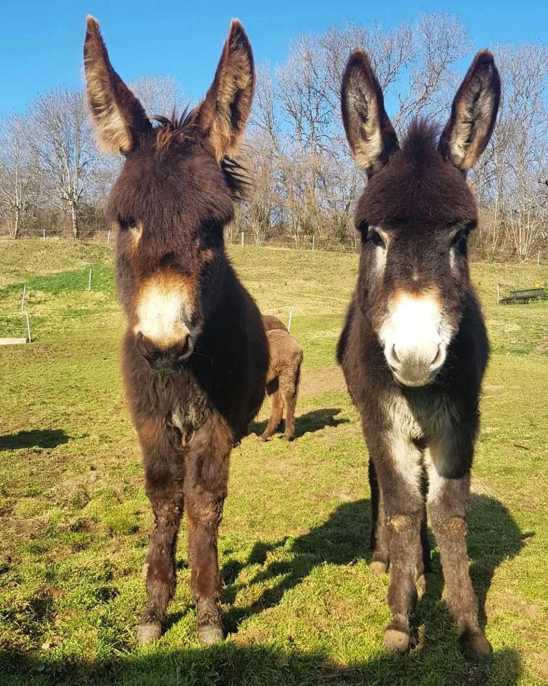 Visite de la ferme aux ânes
