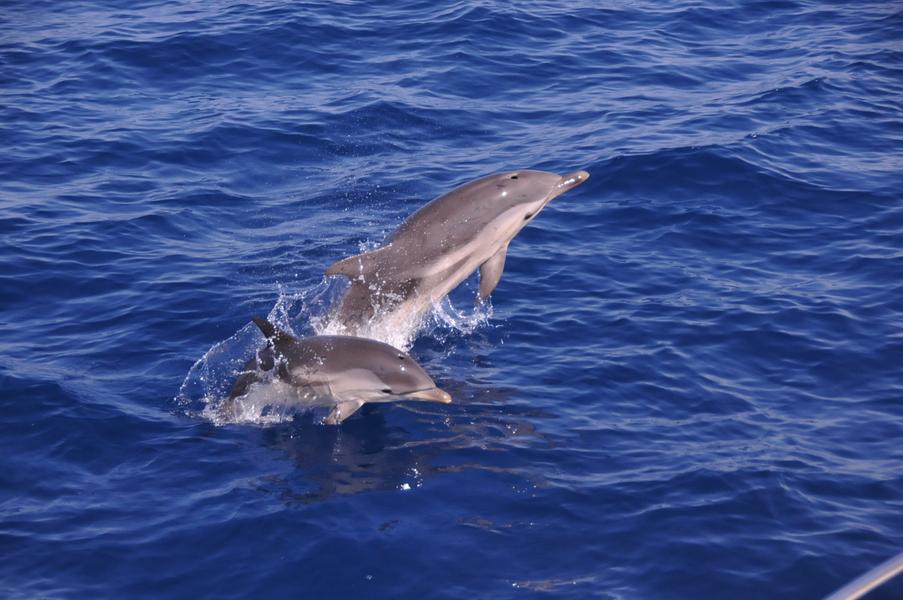 Dauphins bleus et blancs