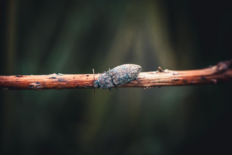 Exposition photos par Eric Pelliat “Sous nos yeux : les insectes du Laragnais”