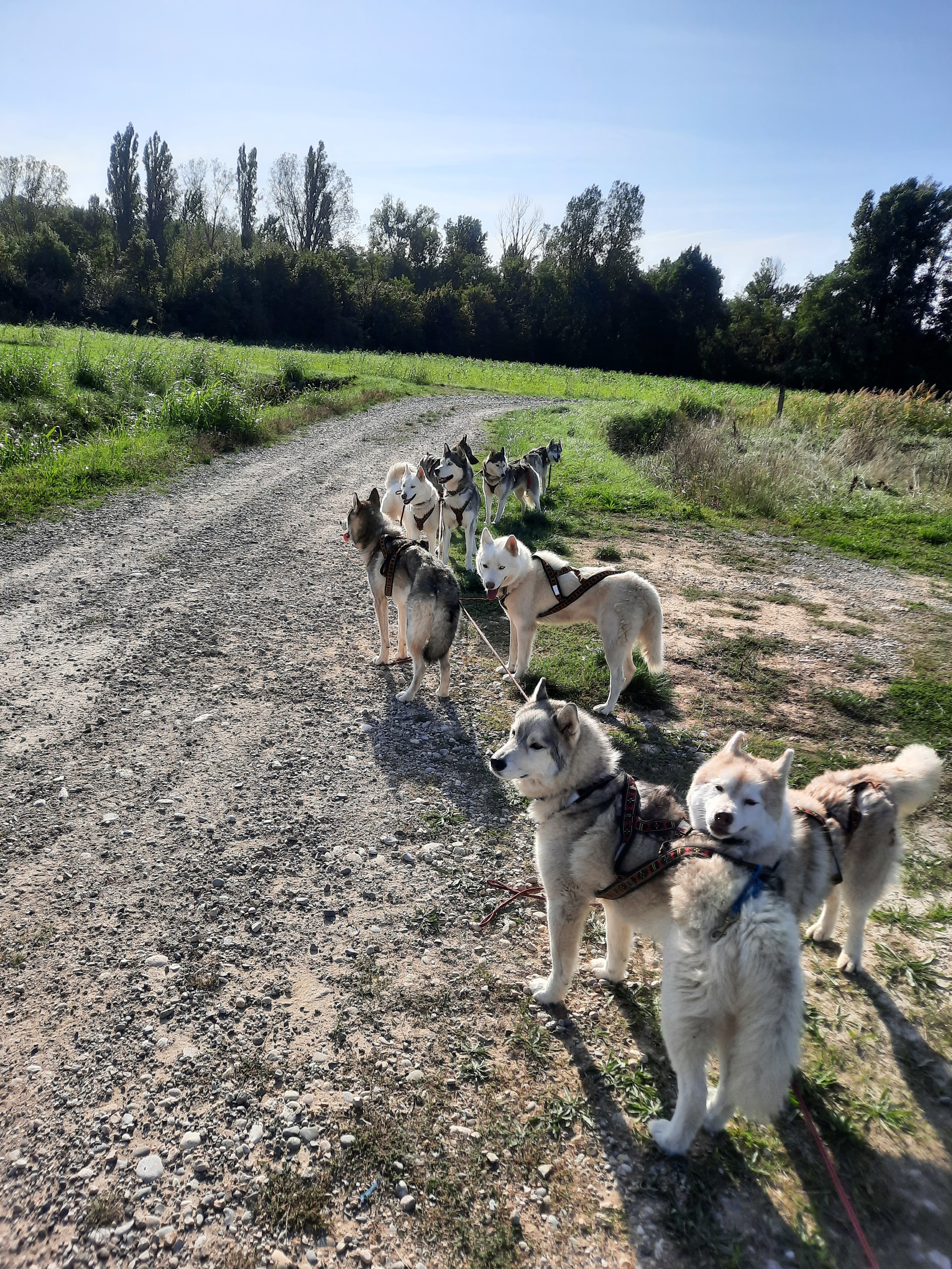 trikel wolf lénada-saint donat