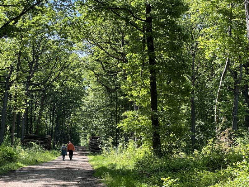 Chemin de randonnée au cœur de la forêt