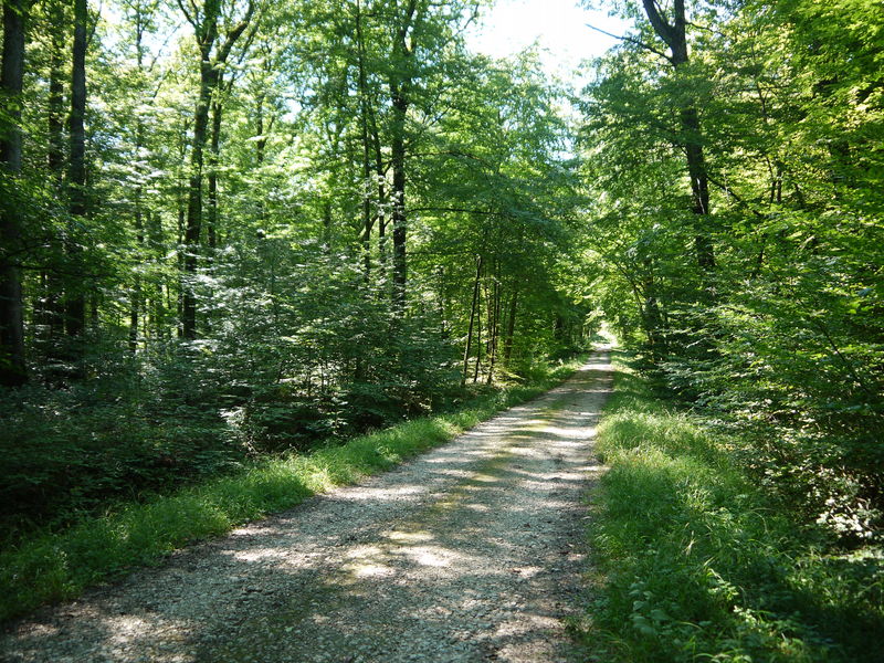 foret-seillon_credit GT OTBBA (35)