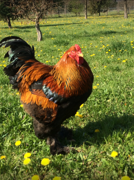 La Ferme pédagogique de Fanny