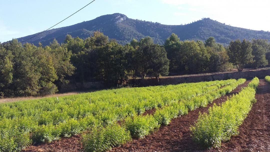 Le Catalan, Jouques - photo 33