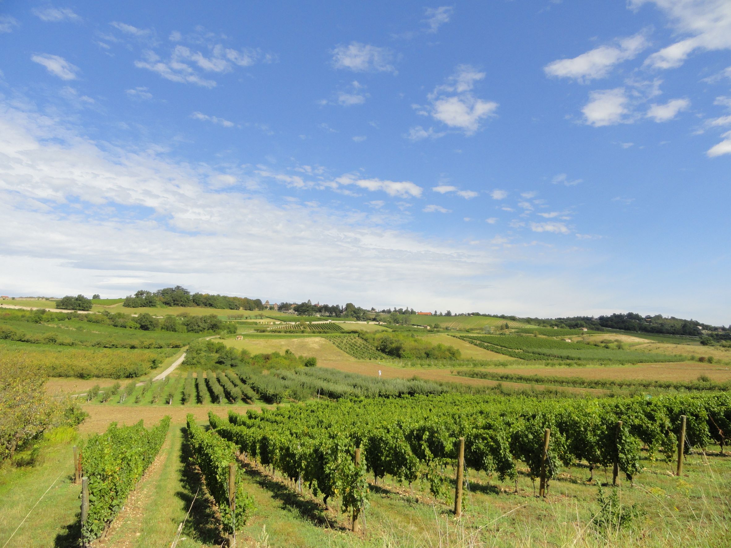 Vignoble des Coteaux du Lyonnais