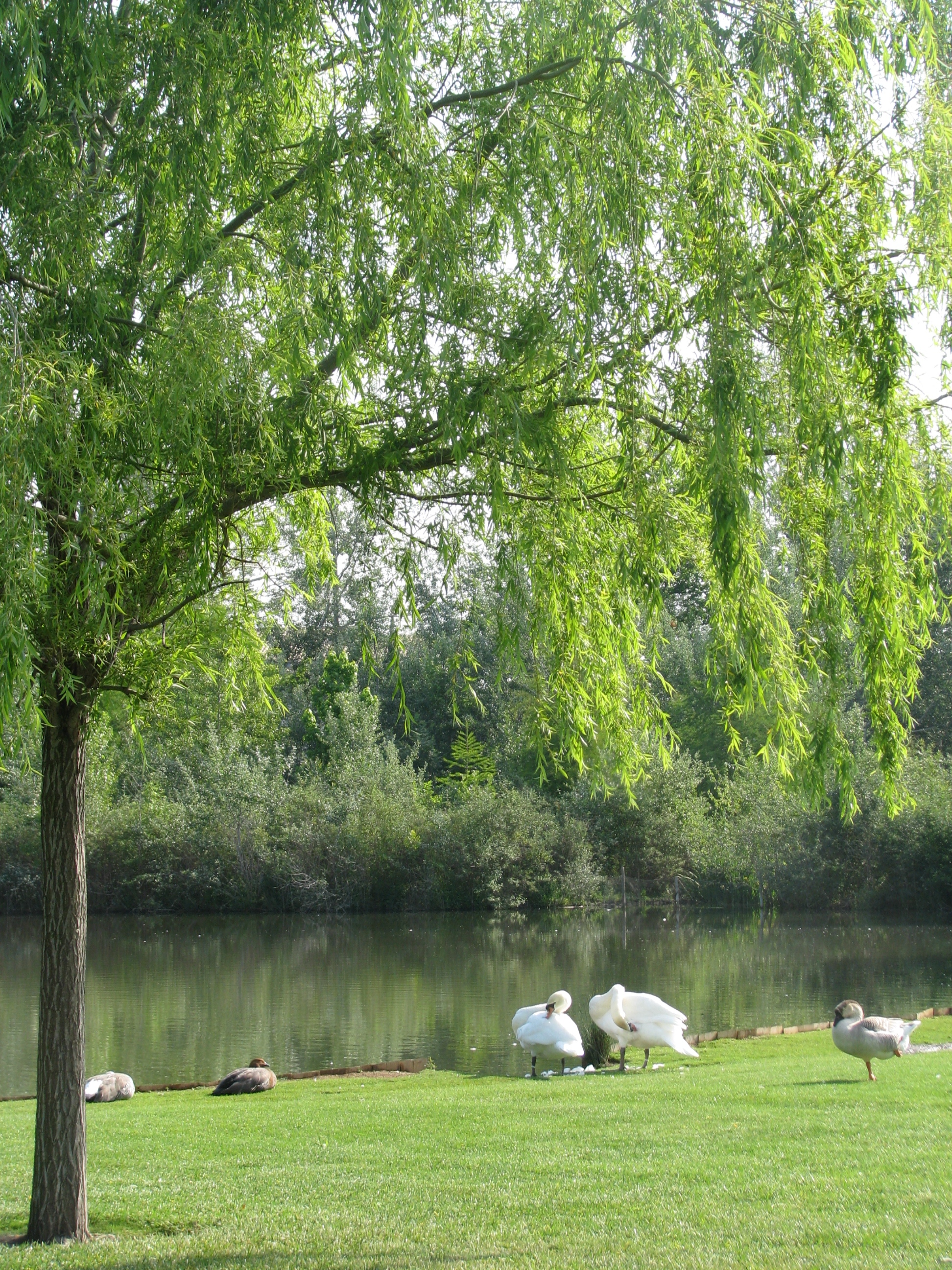 Autour du plan d'eau