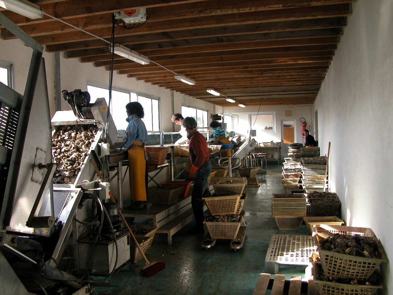 Visite guidée - découverte de l'ostréiculture rétaise