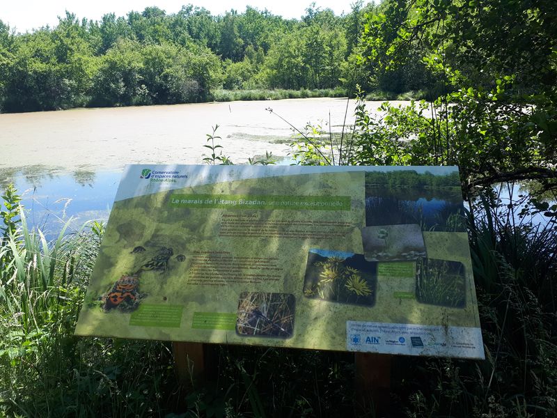 Bresse Vallons - Etangs de Bizadan et de But - Voie royale