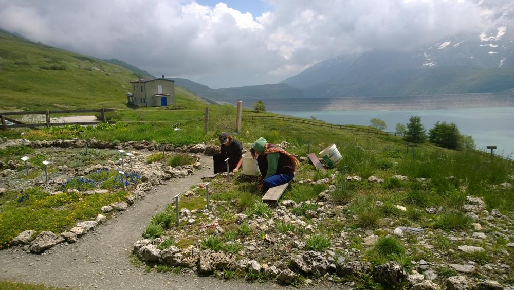 Jardin alpin du Mont-Cenis