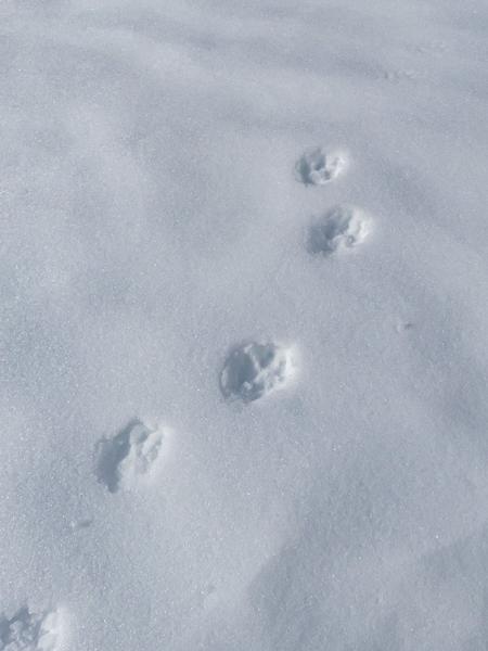 Reconnaitre les traces d'animaux à Bessans