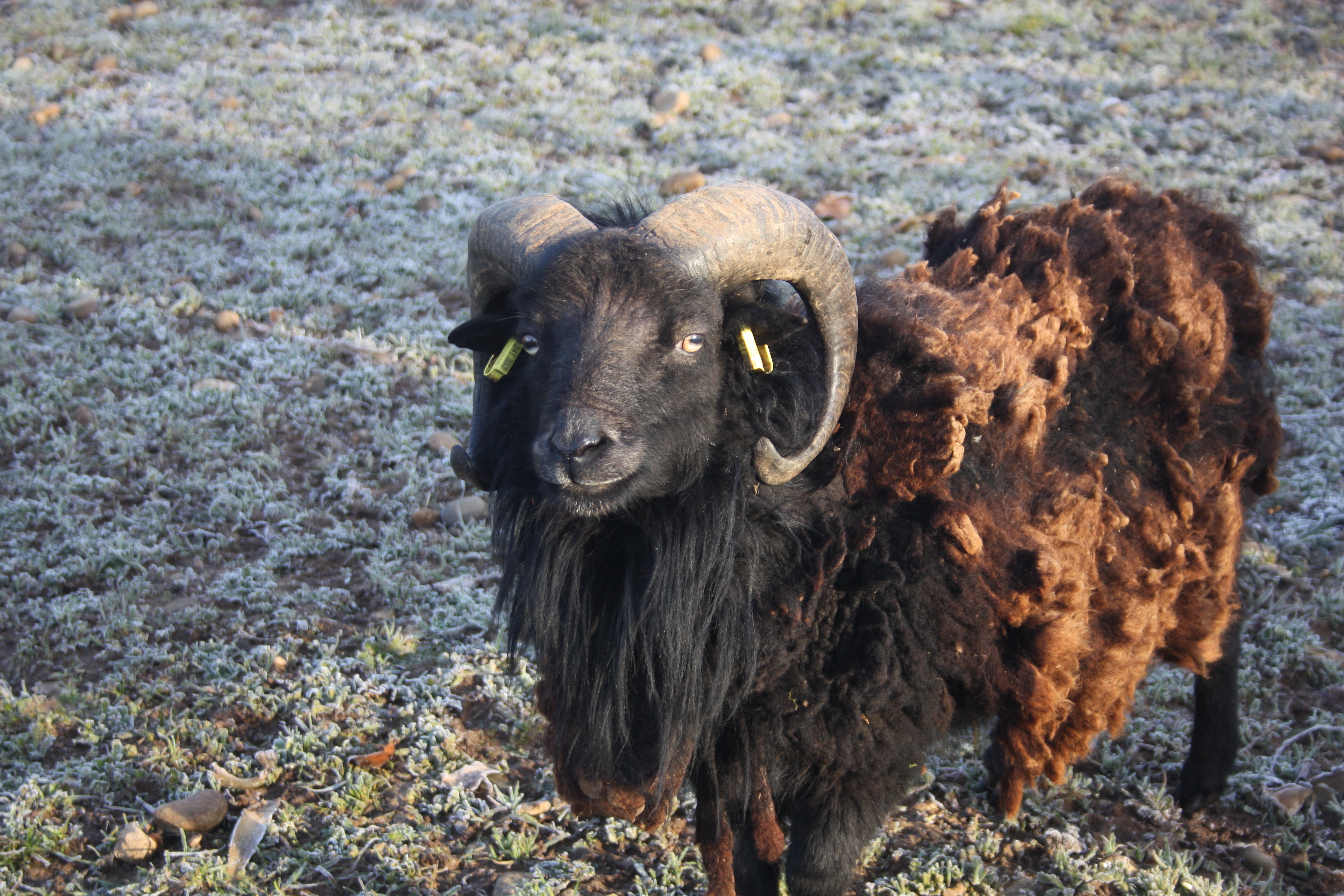 mouton ouessant