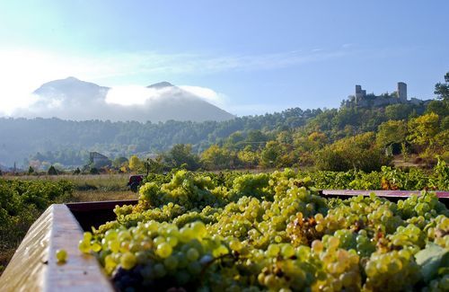 Domaine La Mercadine - Pontevès