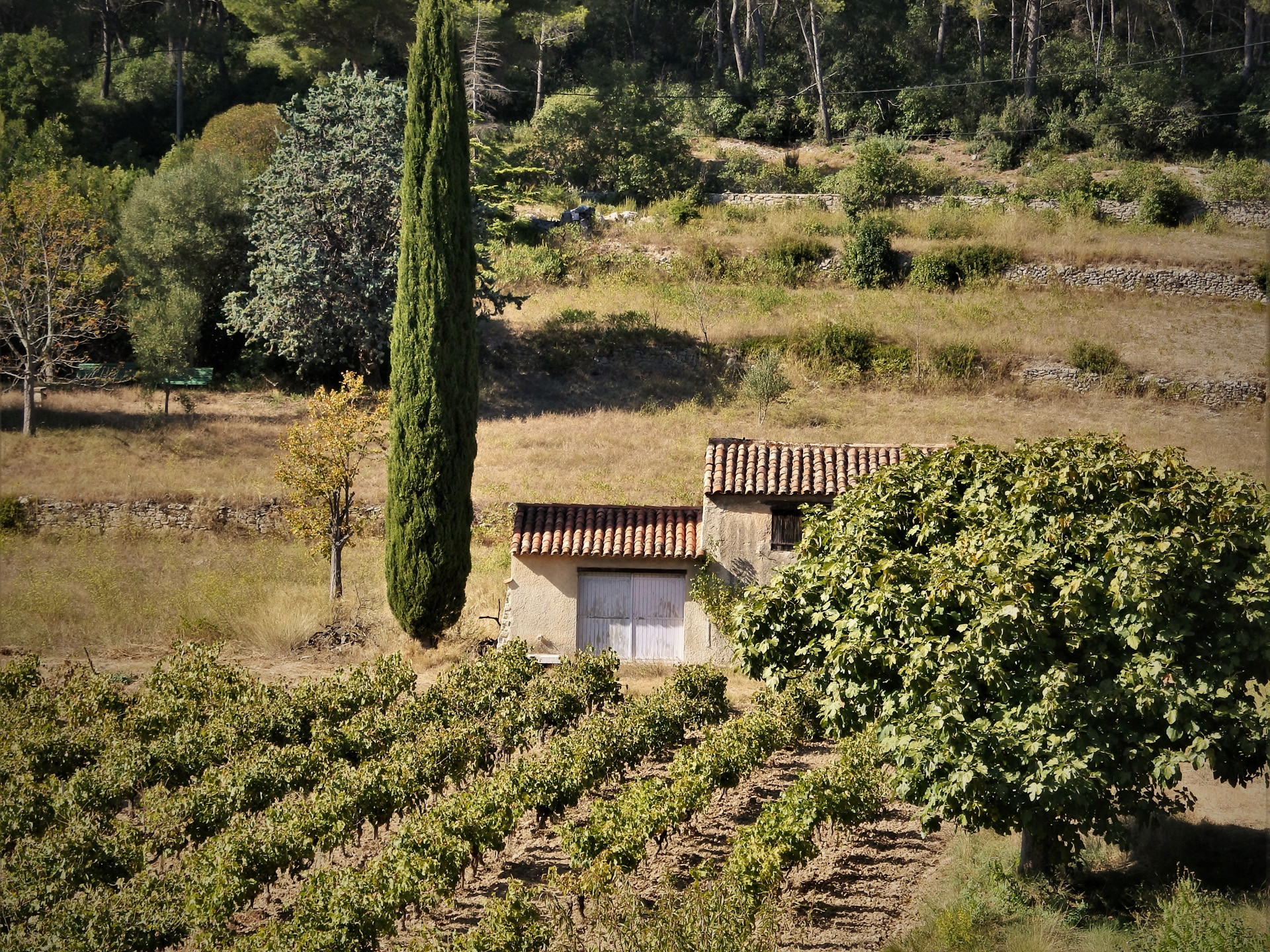 Le vignoble de la baie de Cassis