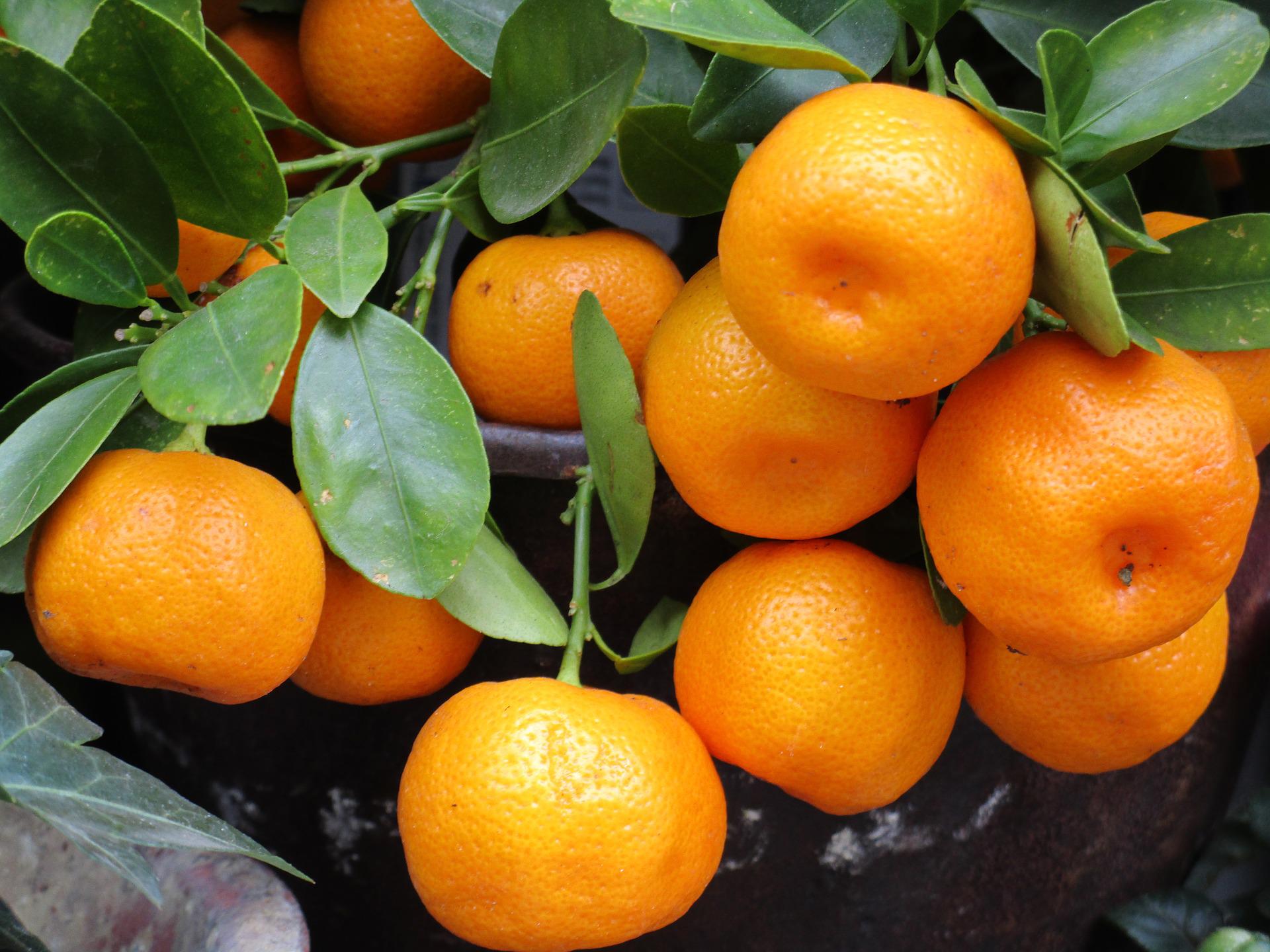 Fête de la mandarine et des fruits sur Canala