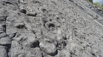 Dalle aux ammonites