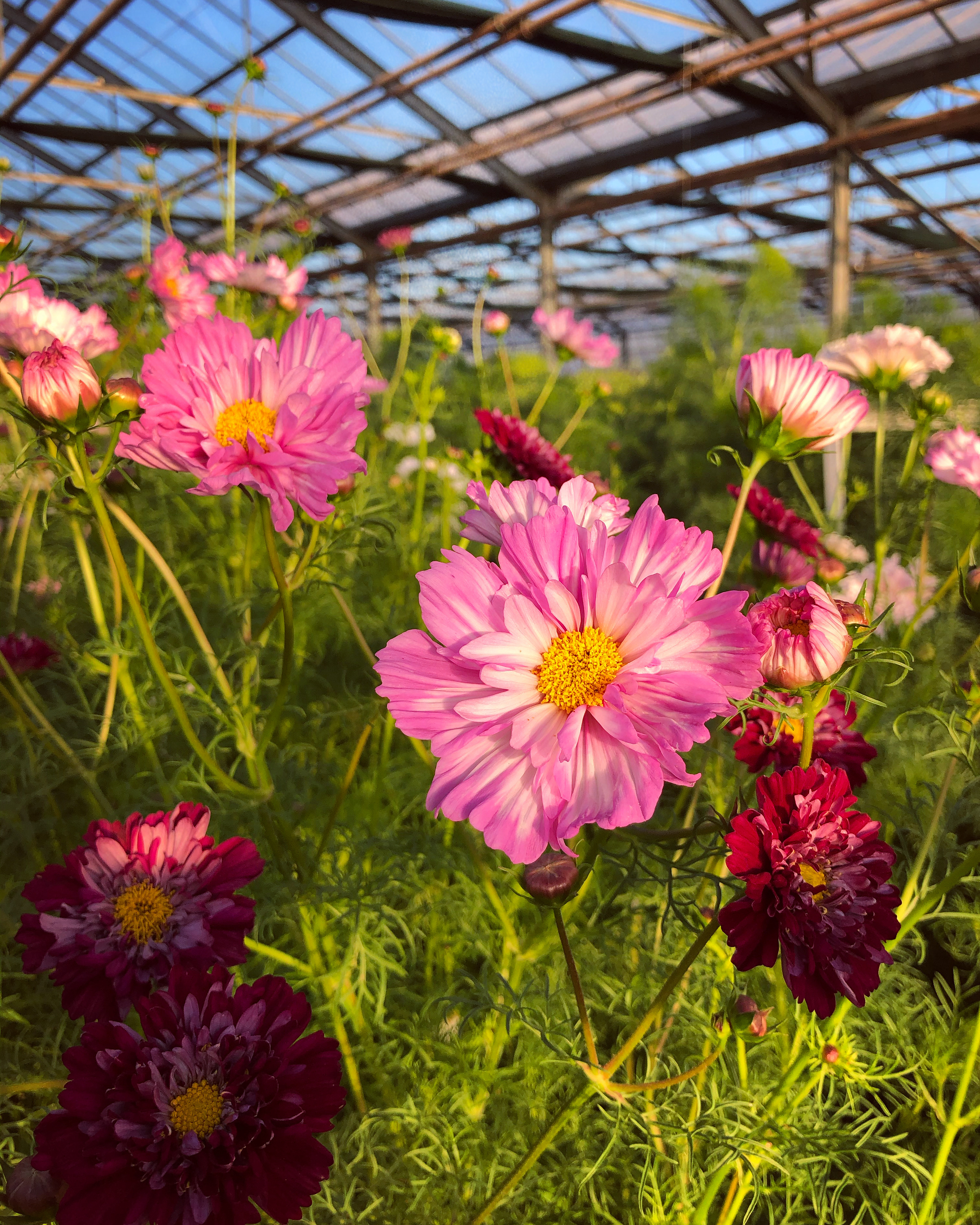 Le Chemin des Fleurs_Avrainville