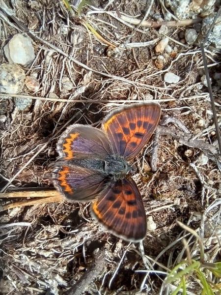 Les Rendez-Vous Nature - A la découverte des insectes pollinisateurs_Vivans