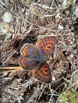 Les Rendez-Vous Nature - A la découverte des insectes pollinisateurs_Vivans