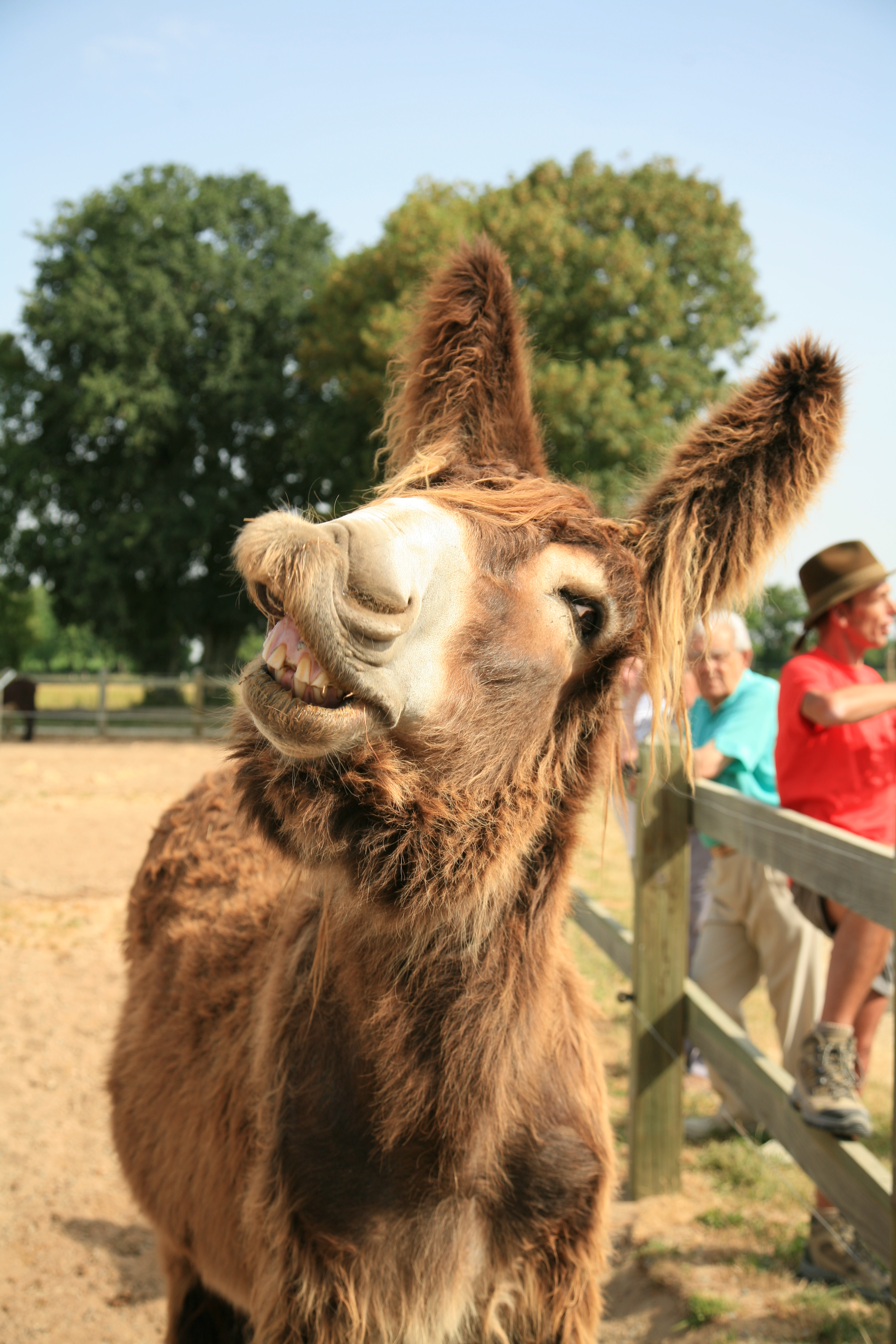 Course d' orientation - E.S.O Dampierre/Boutonne-Asinerie - Circuit Bleu