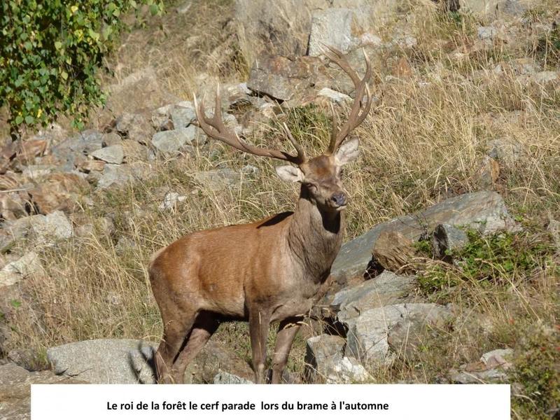 Une faune nombreuse et variée dans le massif du Mercantour
