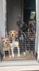 Passion Dog 04_Castellane