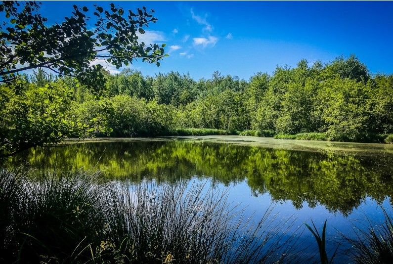 Bresse Vallons - Etangs de Bizadan et de But - Voie royale
