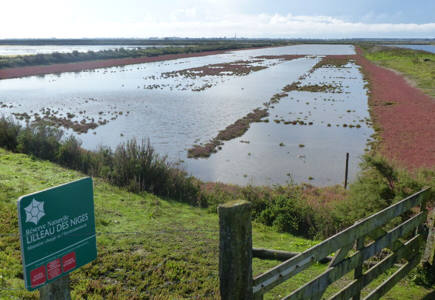 Birdwatching tour along the Nature Reserve