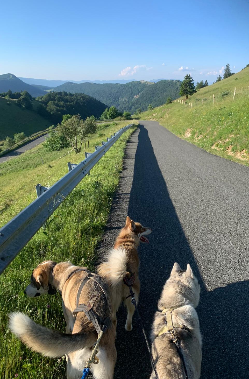 Cani-rando avec Symbiose