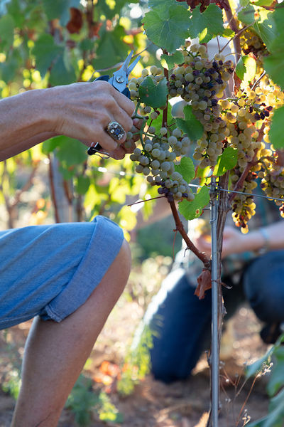 Château de Champ-Renard