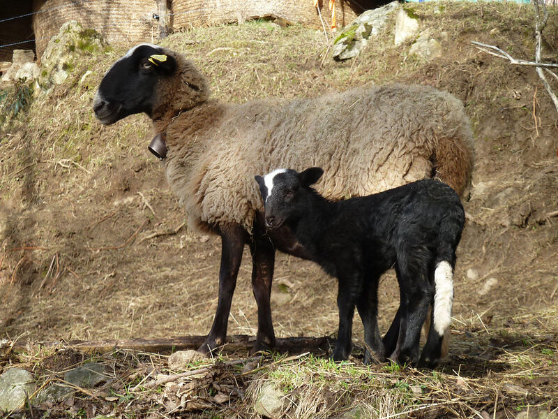 Chevriers d'Echazeaux
