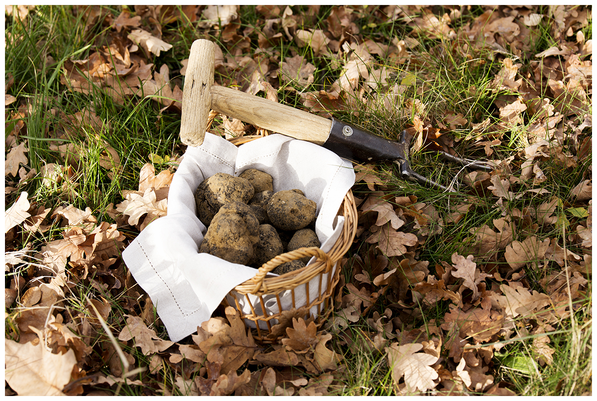 Récolte truffée - Domaine Piallat