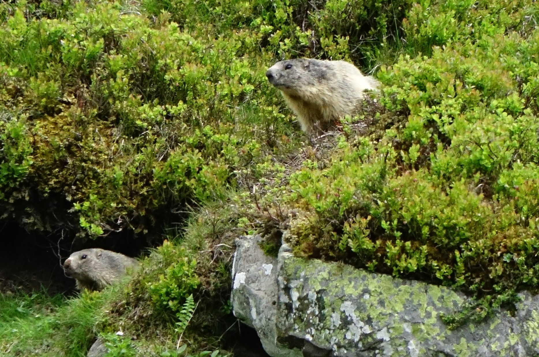 Les marmottes du Puy Griou