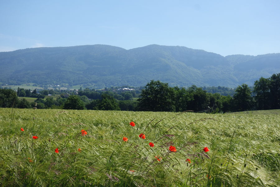 vue sur les contreforts du Massif des Bauges