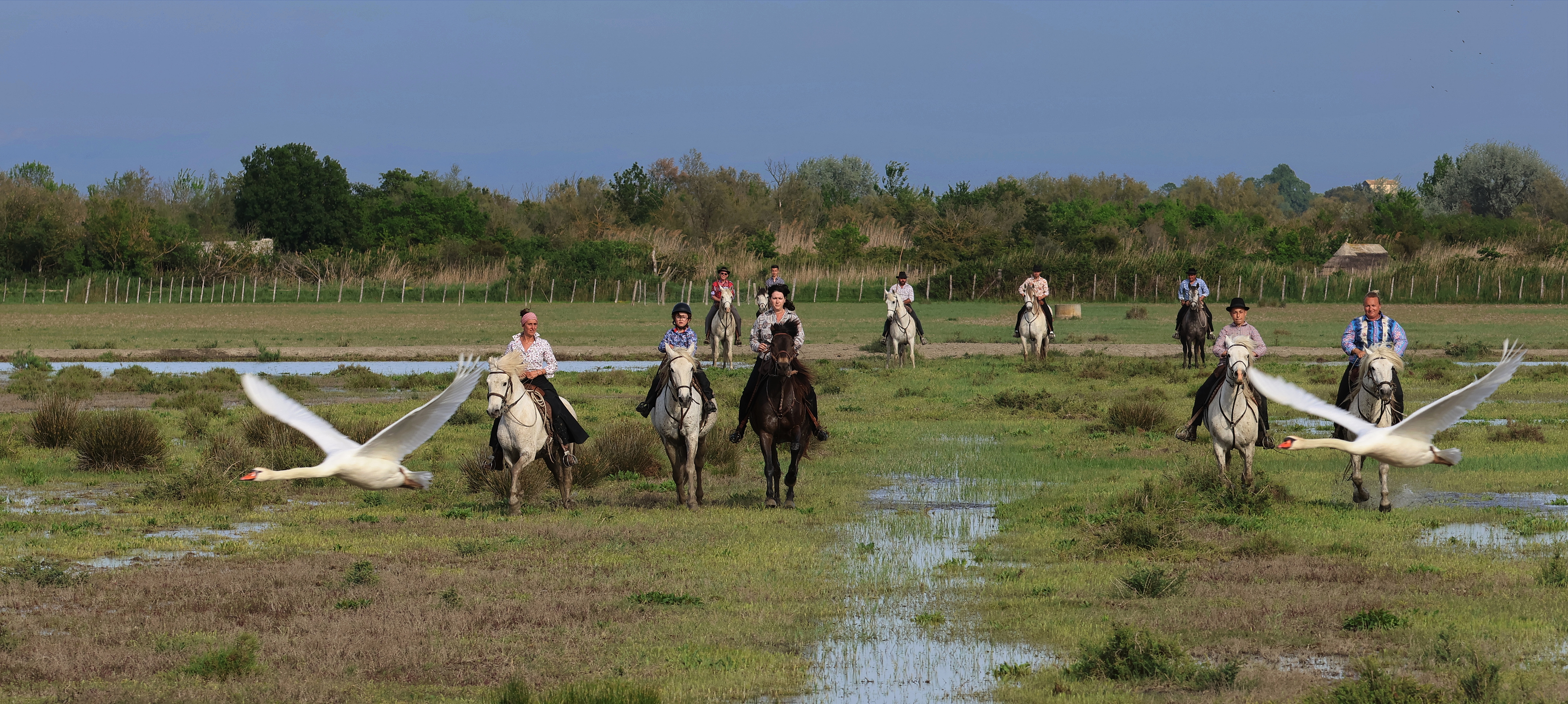 La Camargue des gardians – Découverte du Pass Musée / Manade