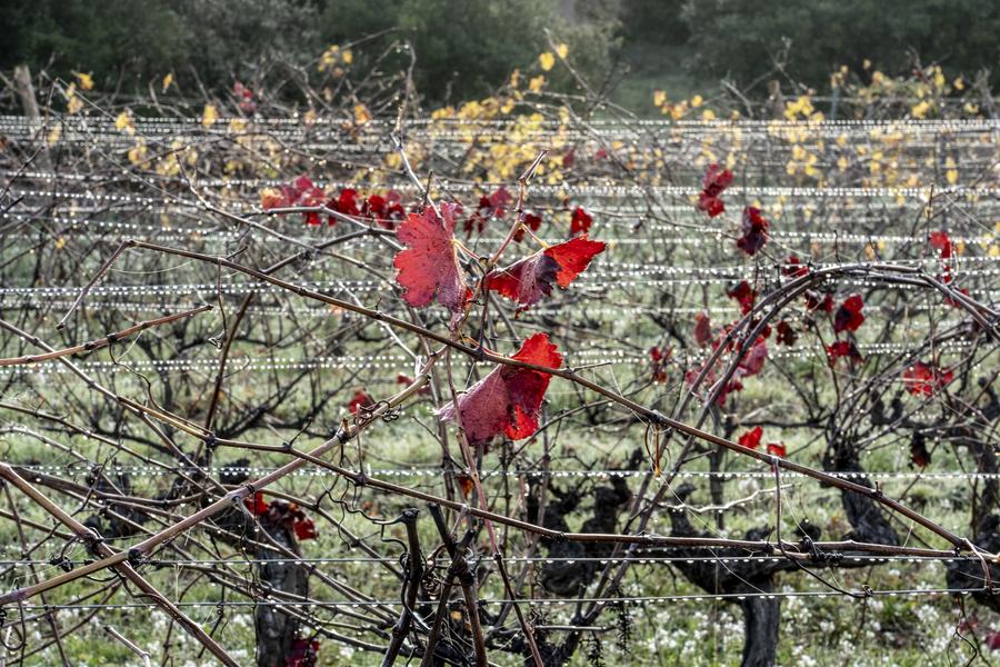 Domaine du Deffends_Saint-Maximin-la-Sainte-Baume