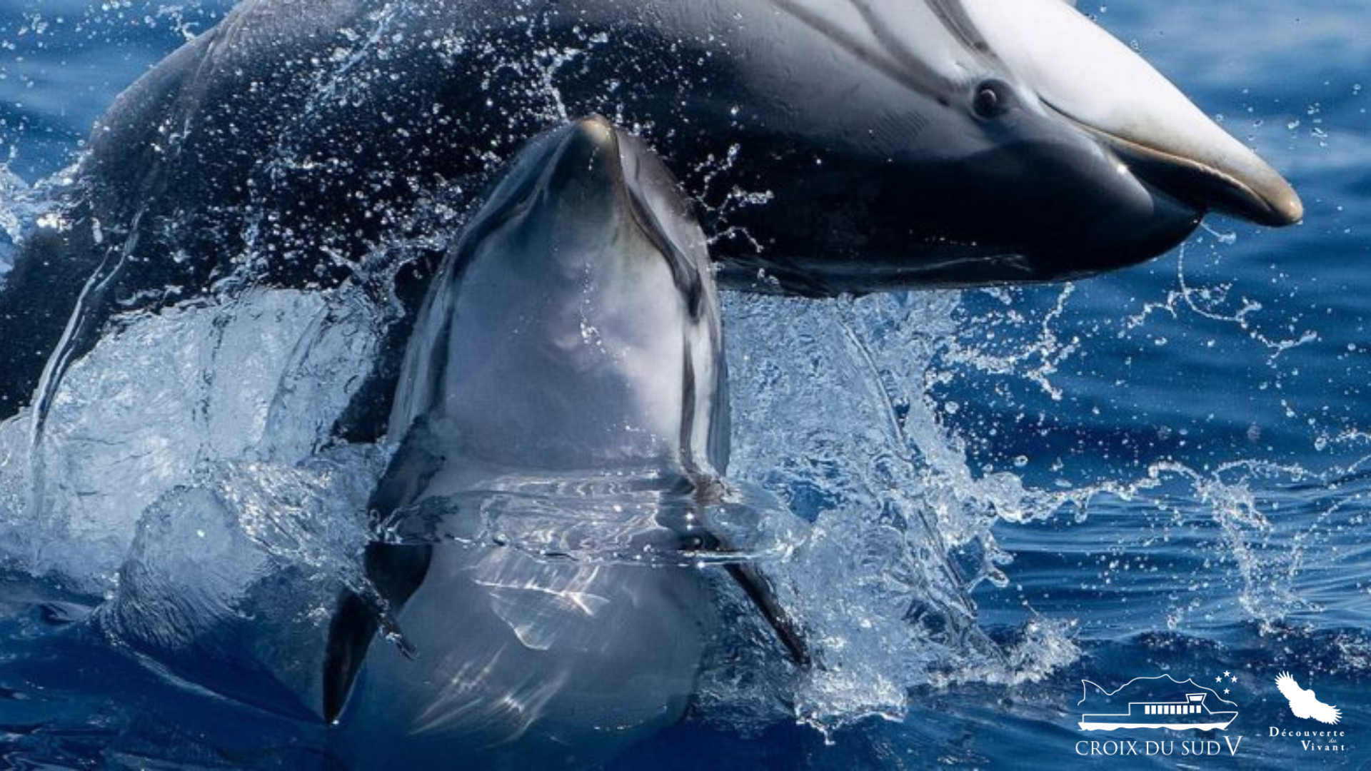 Dauphins au départ de Porquerolles