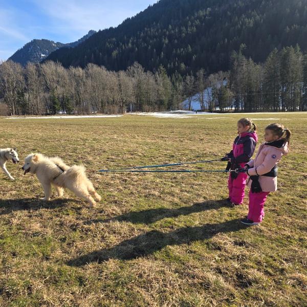 A ton étoile chiens de traîneaux_La Chapelle-d'Abondance