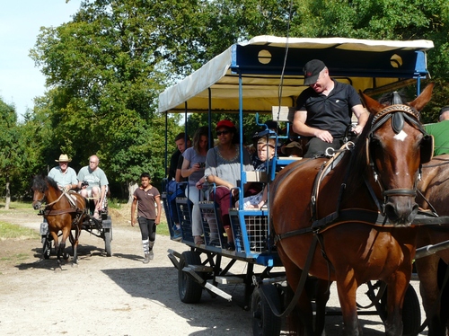 Balades en Calèche