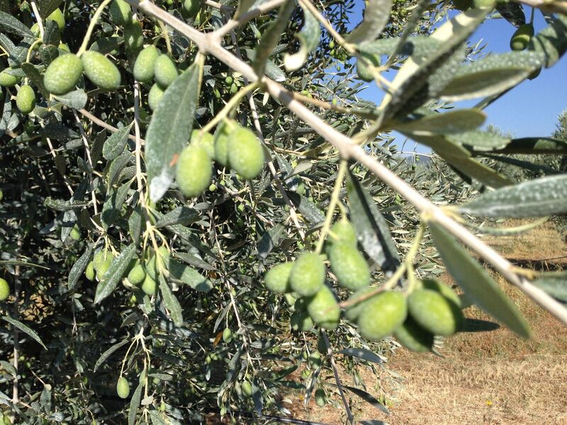 Moulin à huile d'olive et Domaine Oliversion