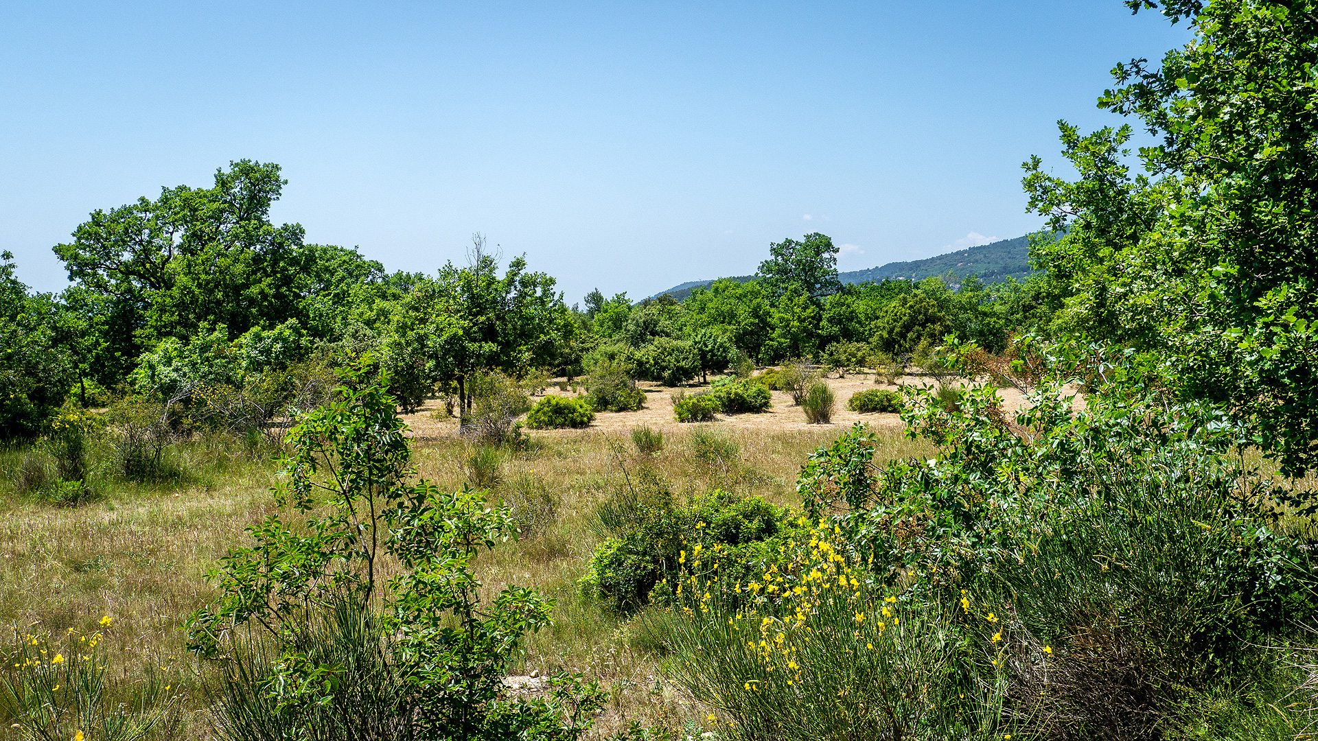 Roquevignon Departmental Nature Park (Grasse) | Côte dAzur France  French  Riviera