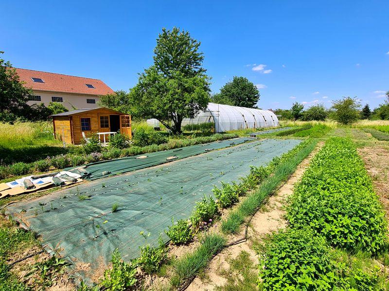 Visite d'une ferme de plantes aromatiques avec l'Enracinée_Gometz-le-Châtel