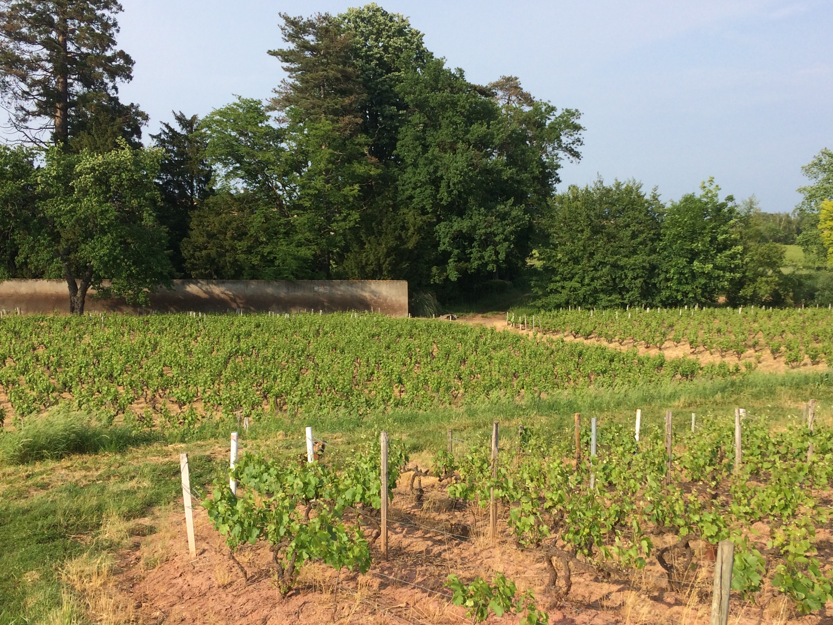 Moulin à Vent à Romanèche