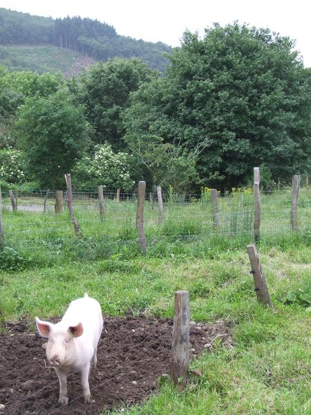 Ferme de Pâquerette