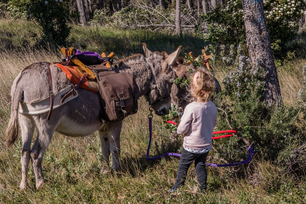 P'tits Ânes, Graveson - photo 8